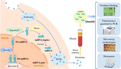 Genetic Alchemy unveiled: MicroRNA-mediated gene therapy as the Artisan craft in the battlefront against hepatocellular carcinoma—a comprehensive chronicle of strategies and innovations
